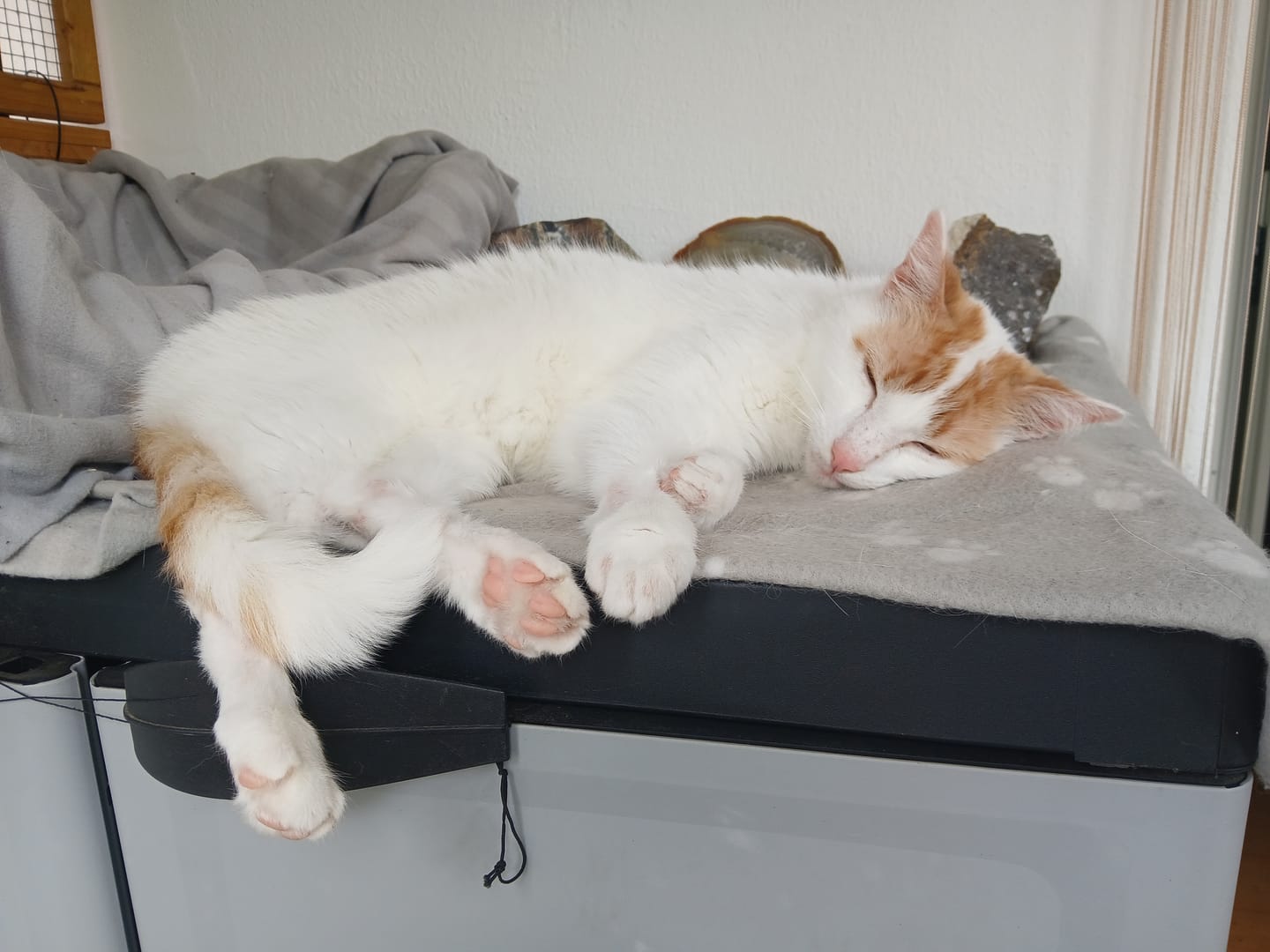 Customer photo review of Allergietest Plus Katze