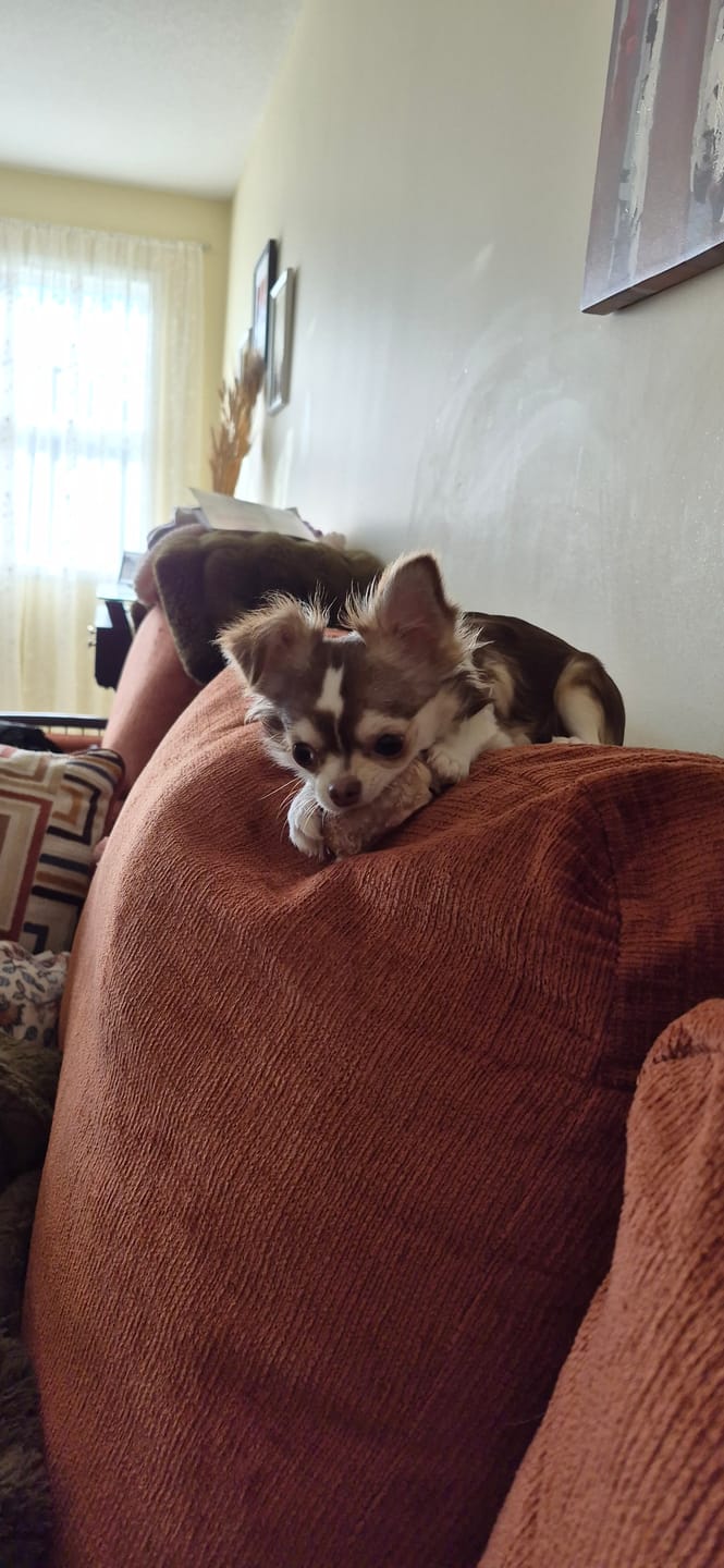 Customer photo review of Small Bully Stick Ring