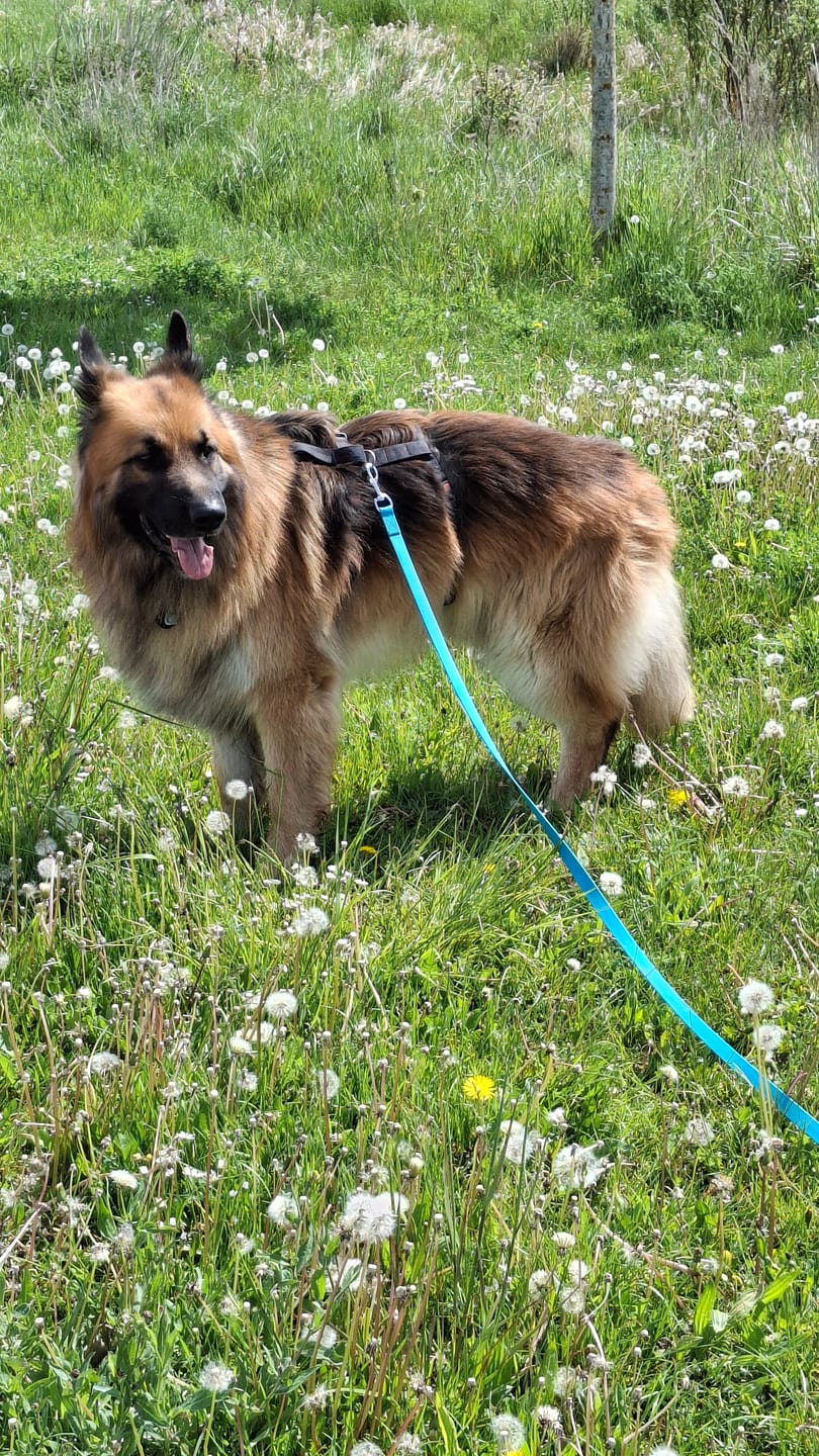 Customer photo review of Wurmtest Basic Hund