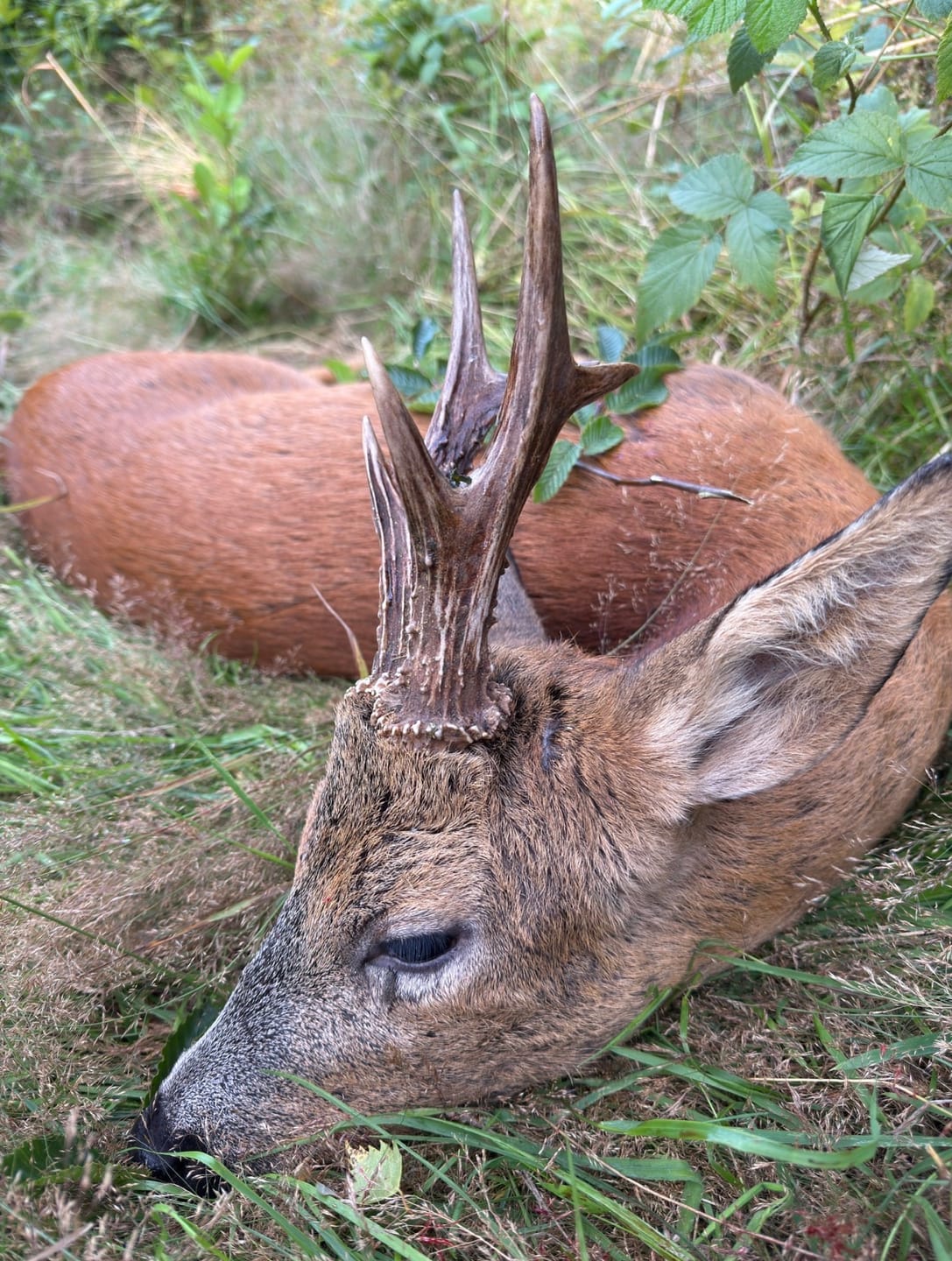 Customer photo review of Genuss - Lockmittel Schwarzwild und Rehwild