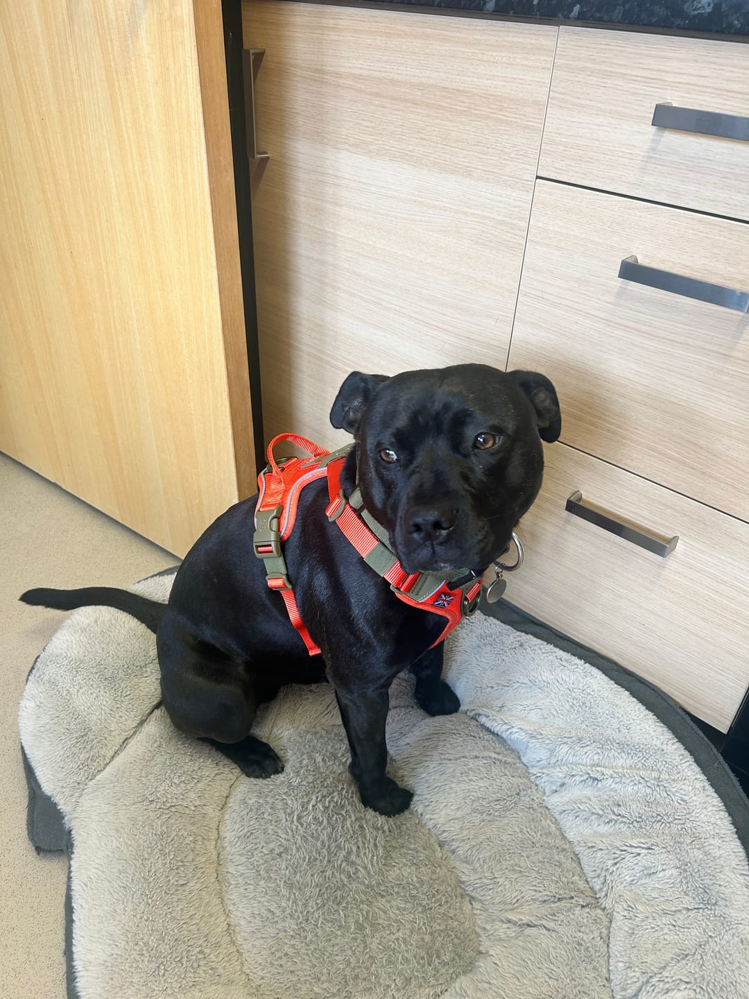 Customer photo review of Anti Pull Hurricane Harness Lighter | With Handle - Burnt Orange X Khaki