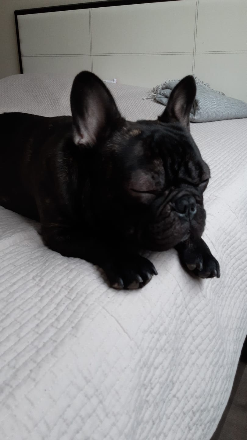 Customer photo review of Active VetDiet Dermo suņiem