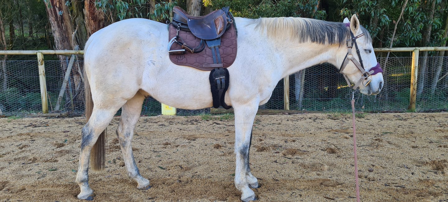 Customer photo review of Ulcer Armour+