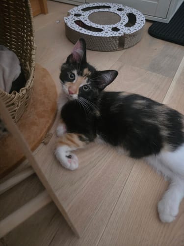La jeune chatonne calico d'un client, allongée sur un parquet clair et regardant l'objectif.