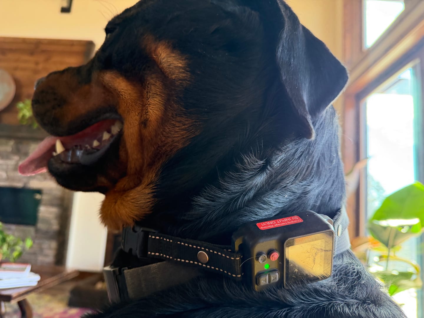 Customer photo review of PawTronic Pro Series 2 - Wireless GPS Dog Fence