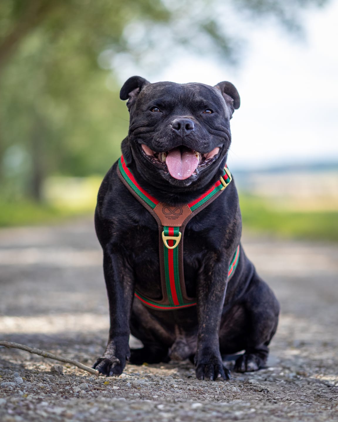 Customer photo review of Staffordshire Bull Terrier 1935® Harness & Leash Set - Rosso Verde Edition