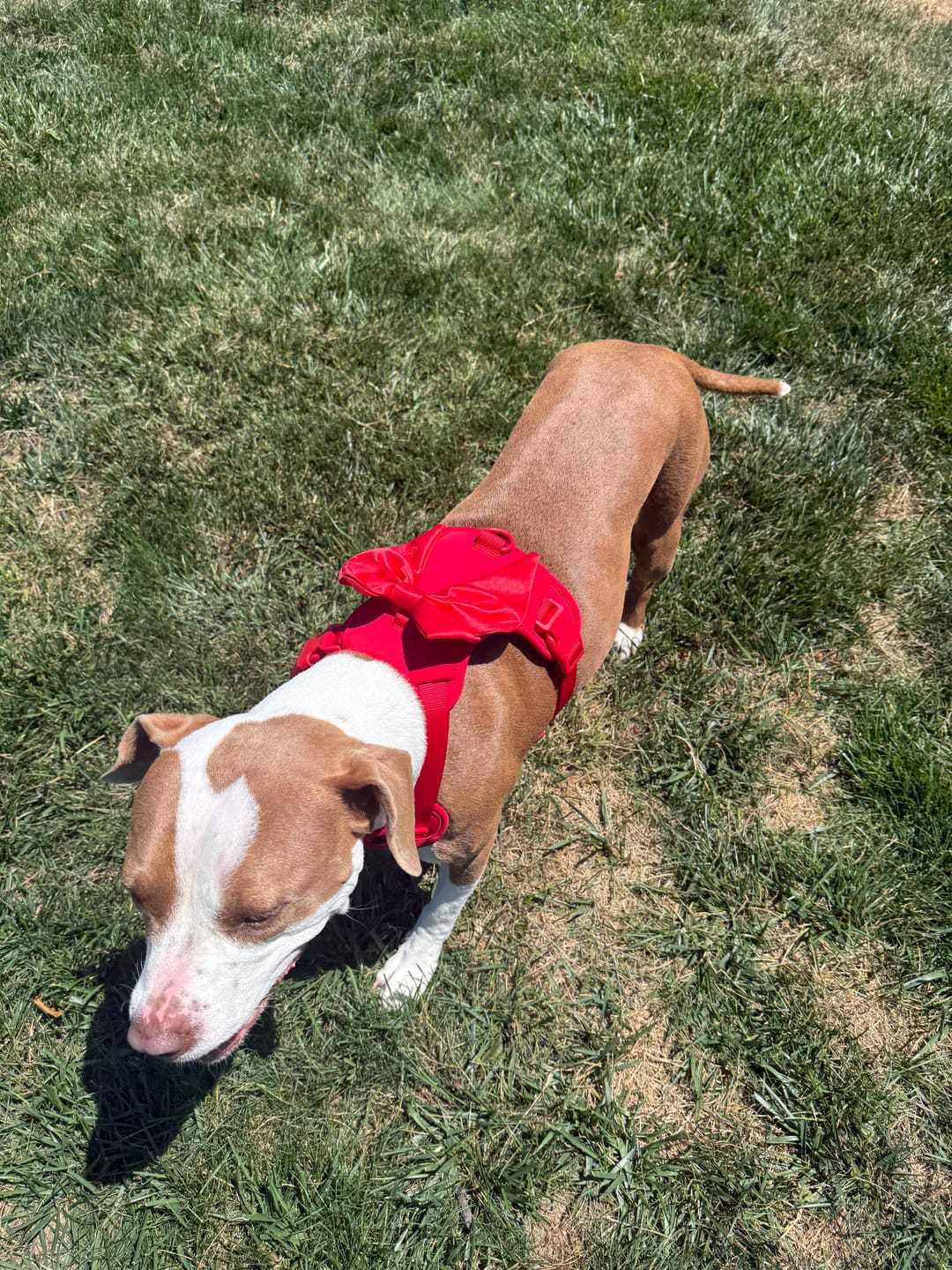 Customer photo review of Wander! Bow Harness Kit Cherry