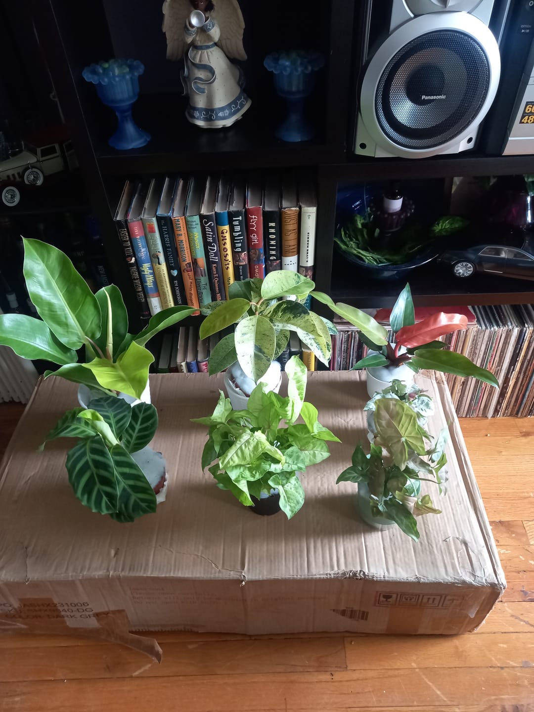 Customer photo review of Ficus elastica 'Shivereana'