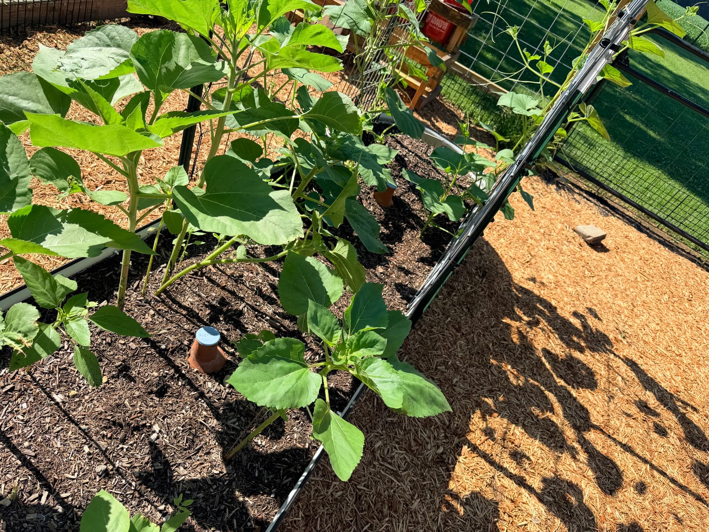 Customer photo review of Oya™ Watering Pot