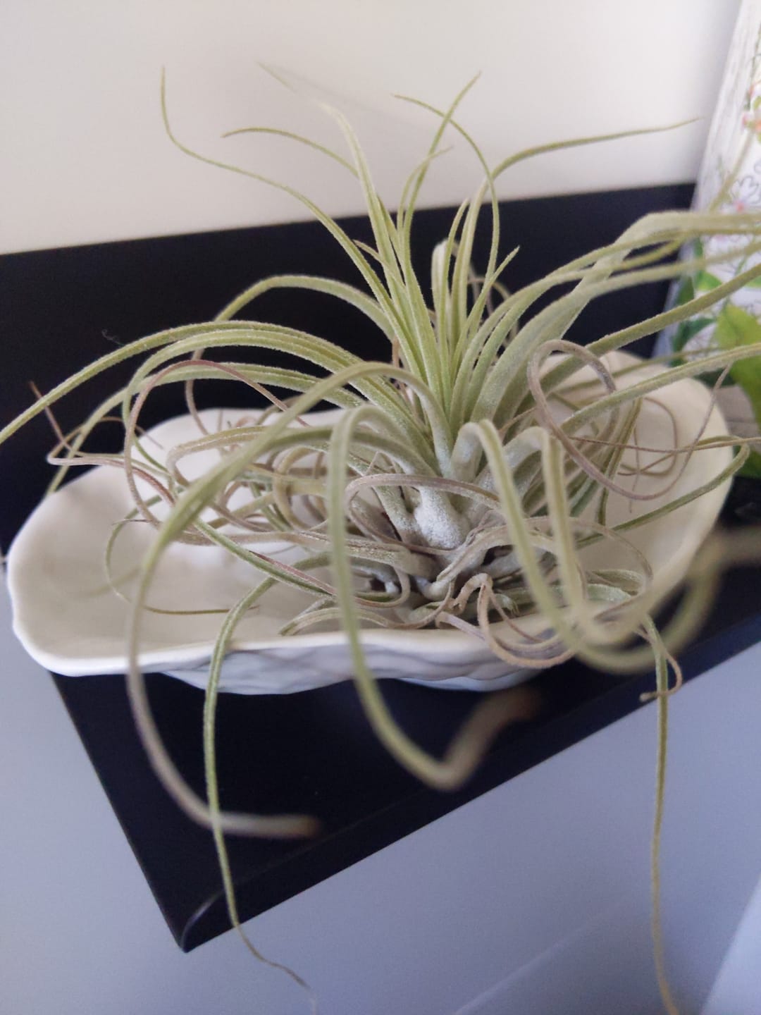 Customer photo review of Tillandsien Mix - B-Ware AKTION