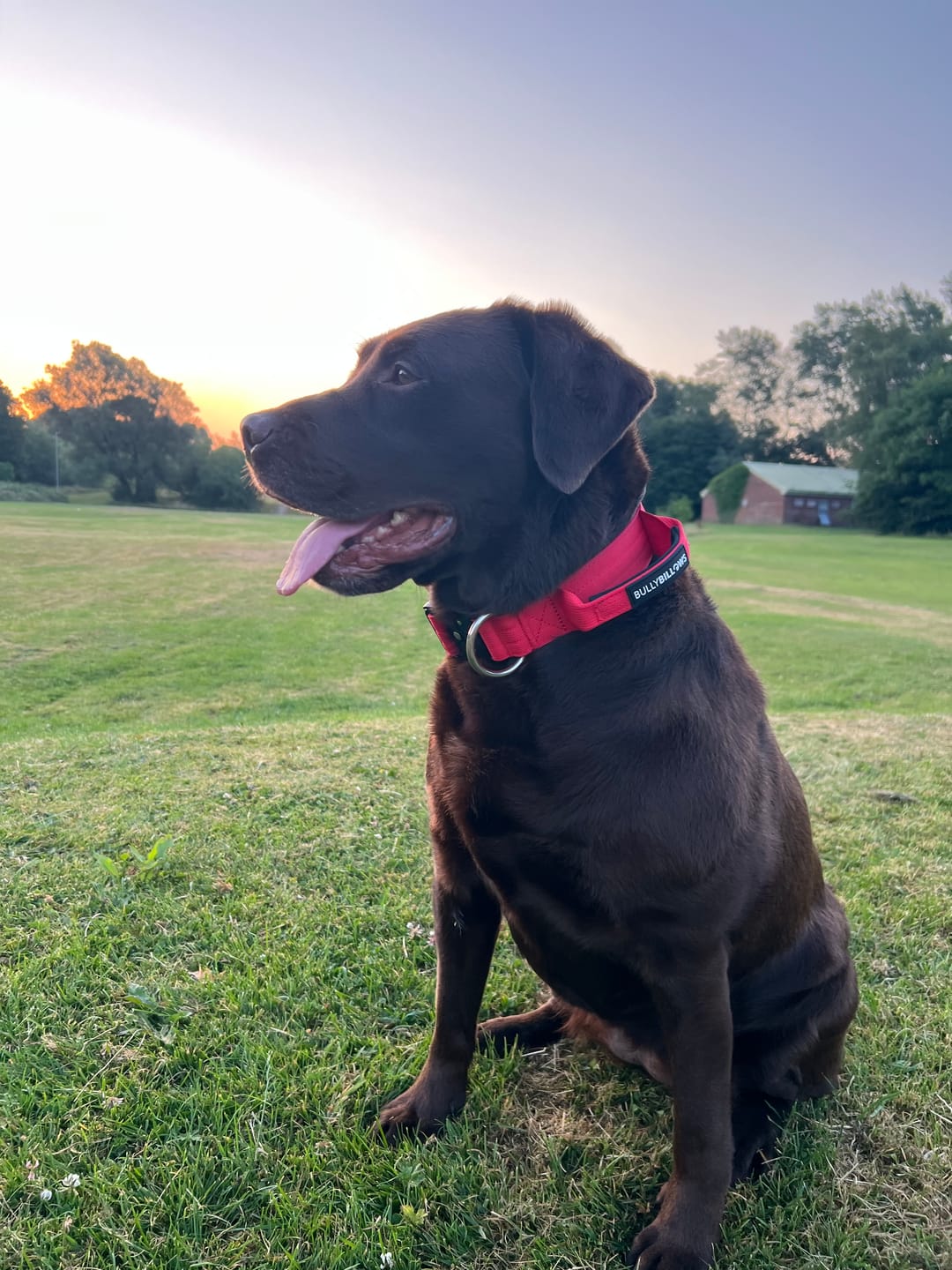 Customer photo review of 4cm Combat® Collar | With Handle & Secured Clip - Red