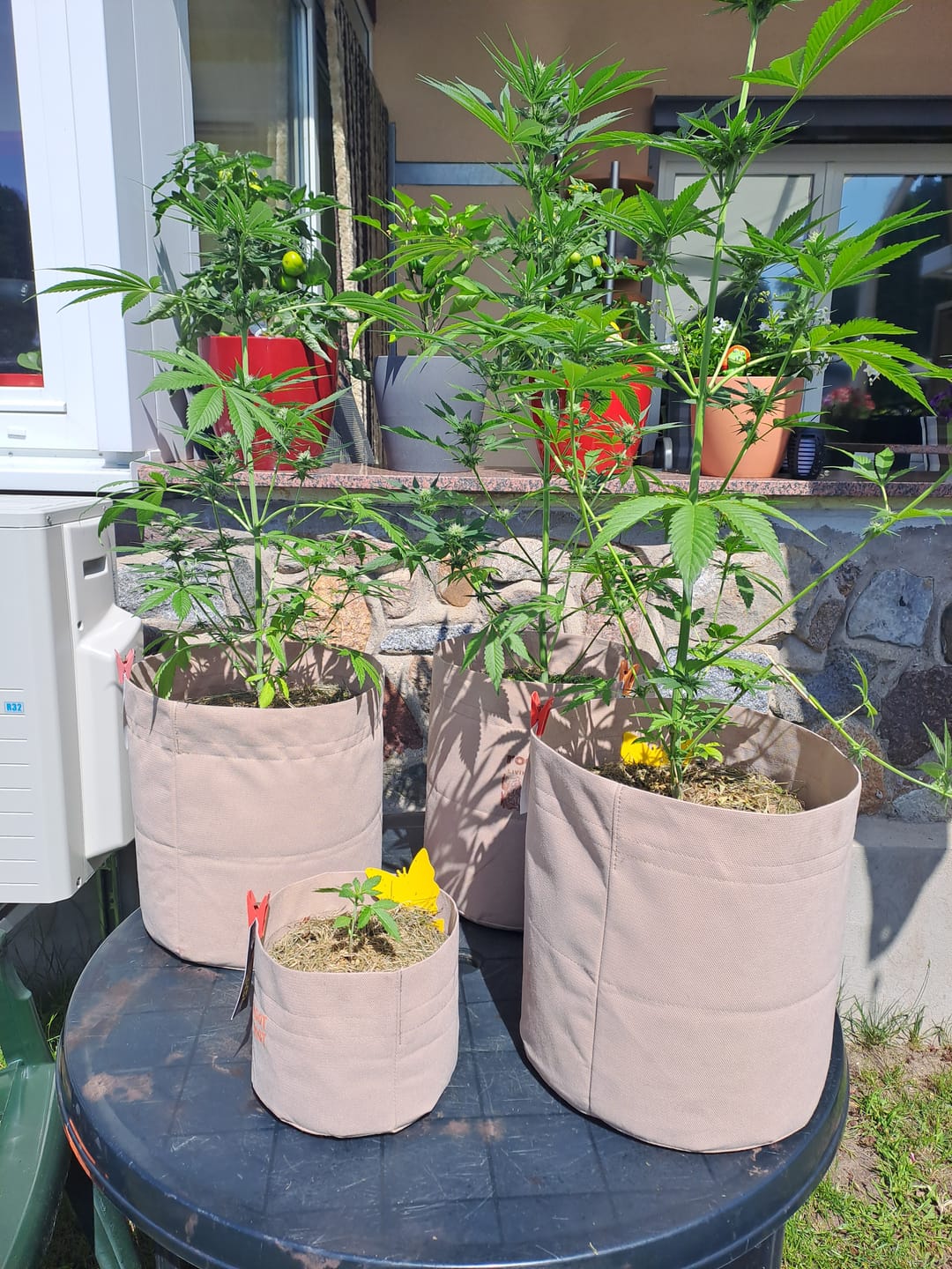 Customer photo review of Hesi Bio Bloom