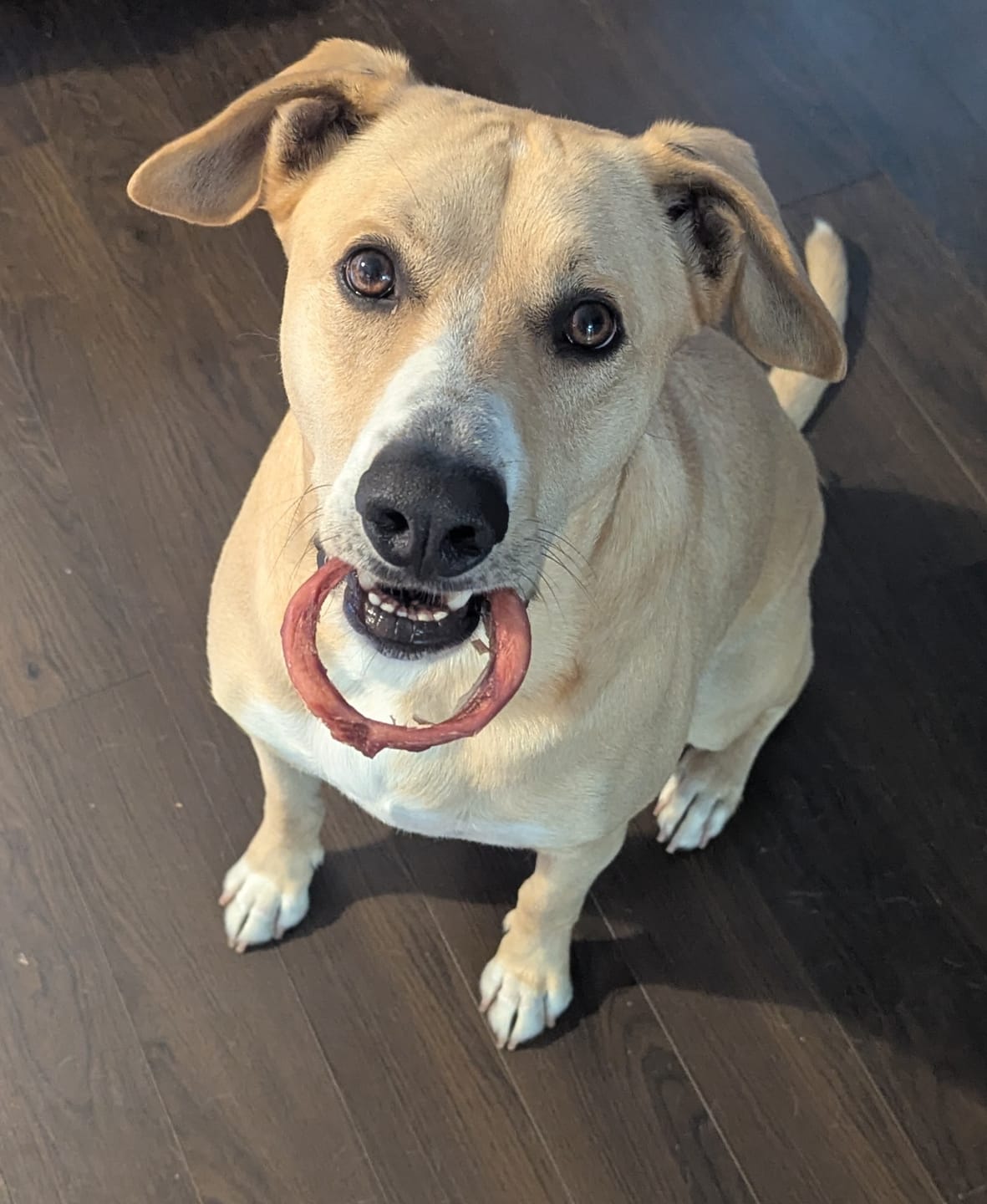 Customer photo review of Small Bully Stick Ring