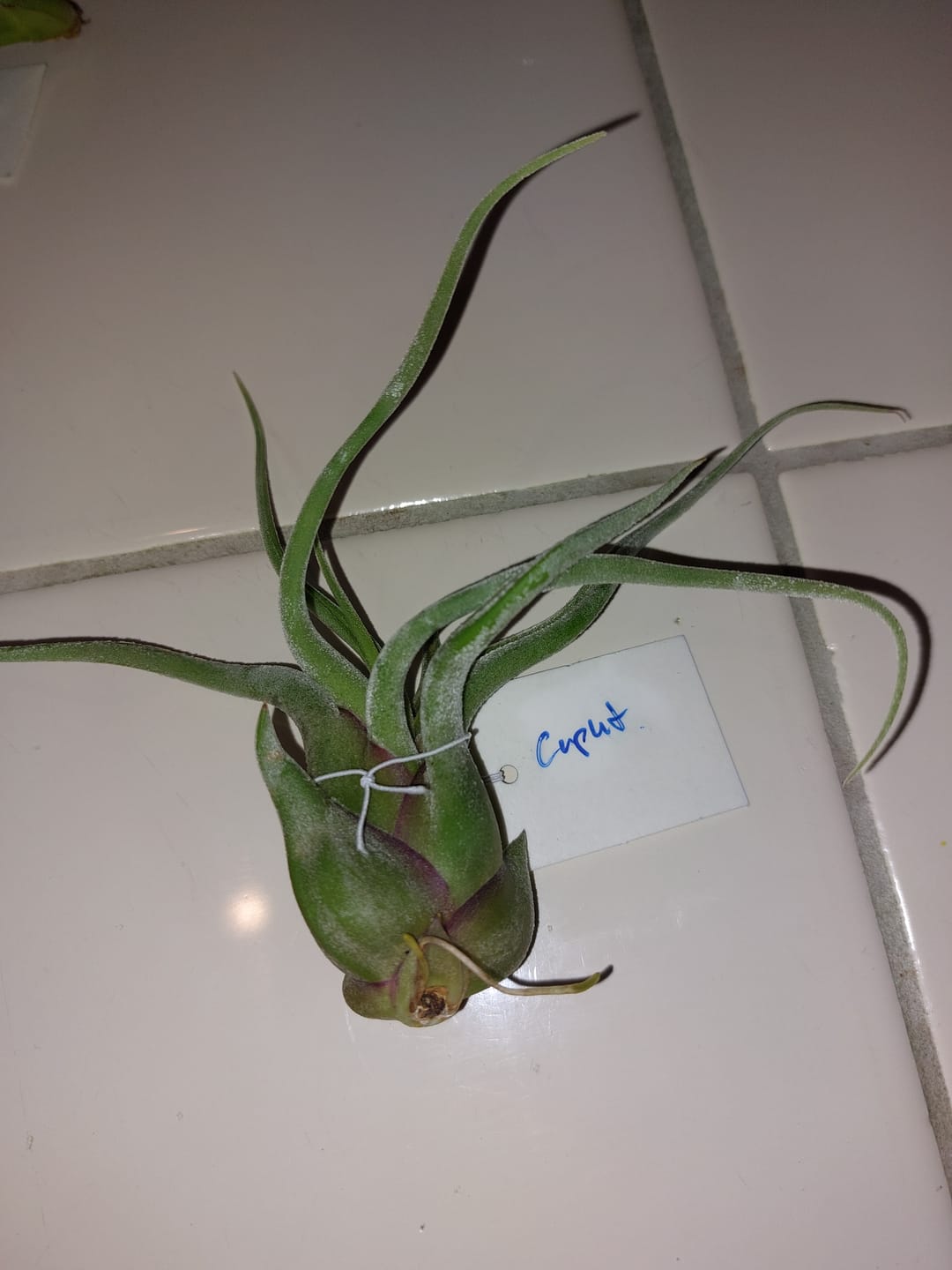 Customer photo review of Caput Medusae  (Beginner Friendly!)