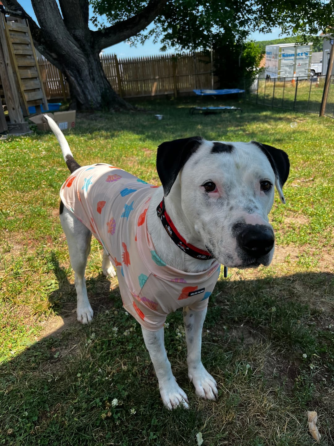 Customer photo review of Sunblock Dog T-Shirt - Seashell