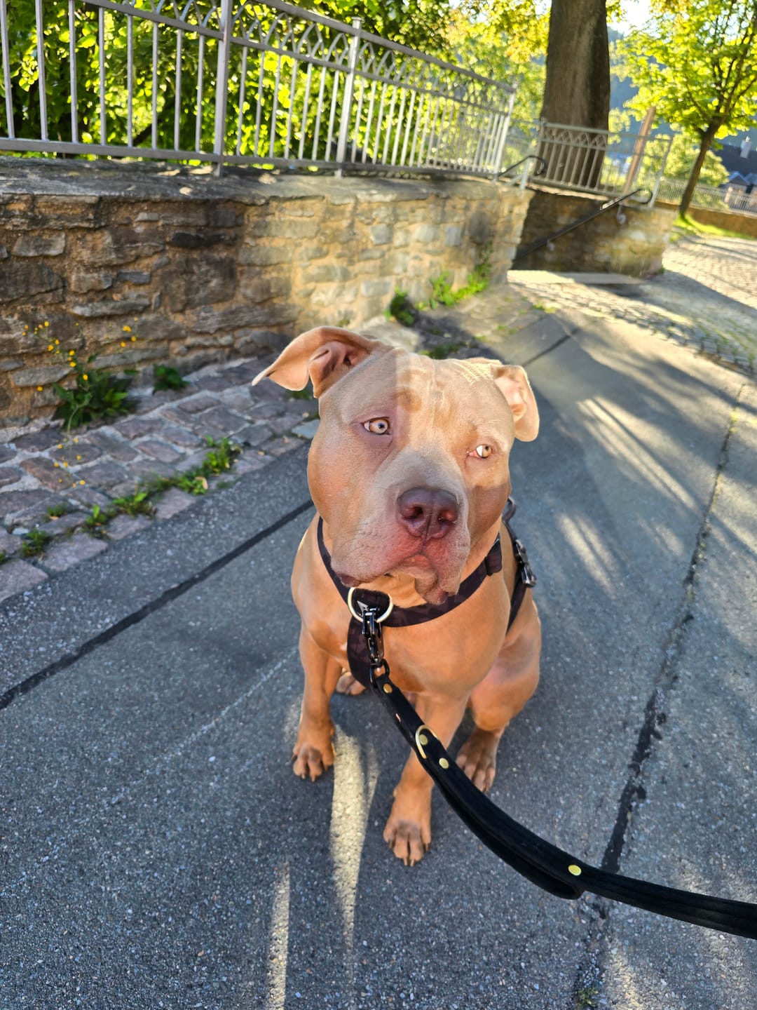 Customer photo review of Multi Guard Leash Golden Svart - Multi-väktarkoppel