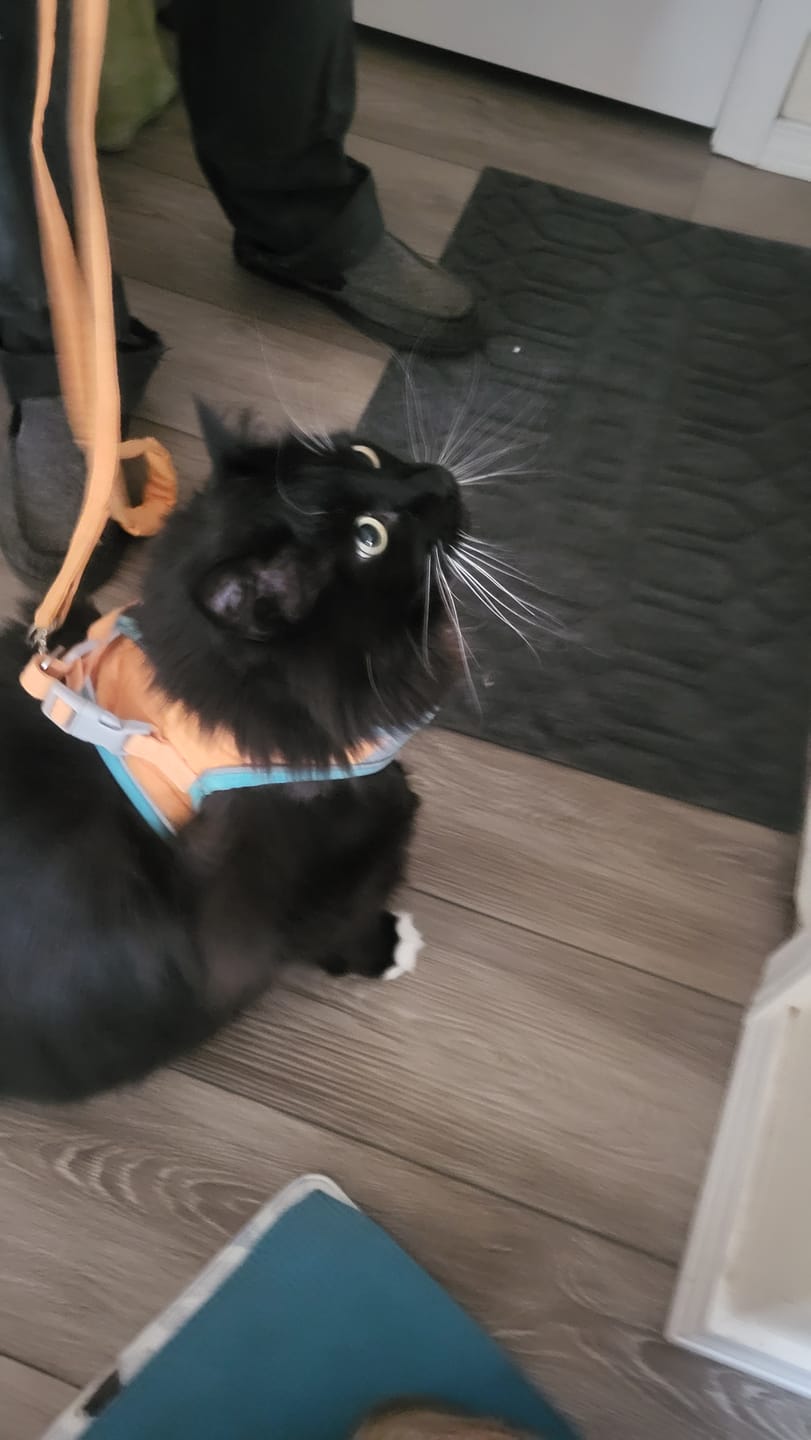 Customer photo review of Escape-Proof Cat Harness + Leash