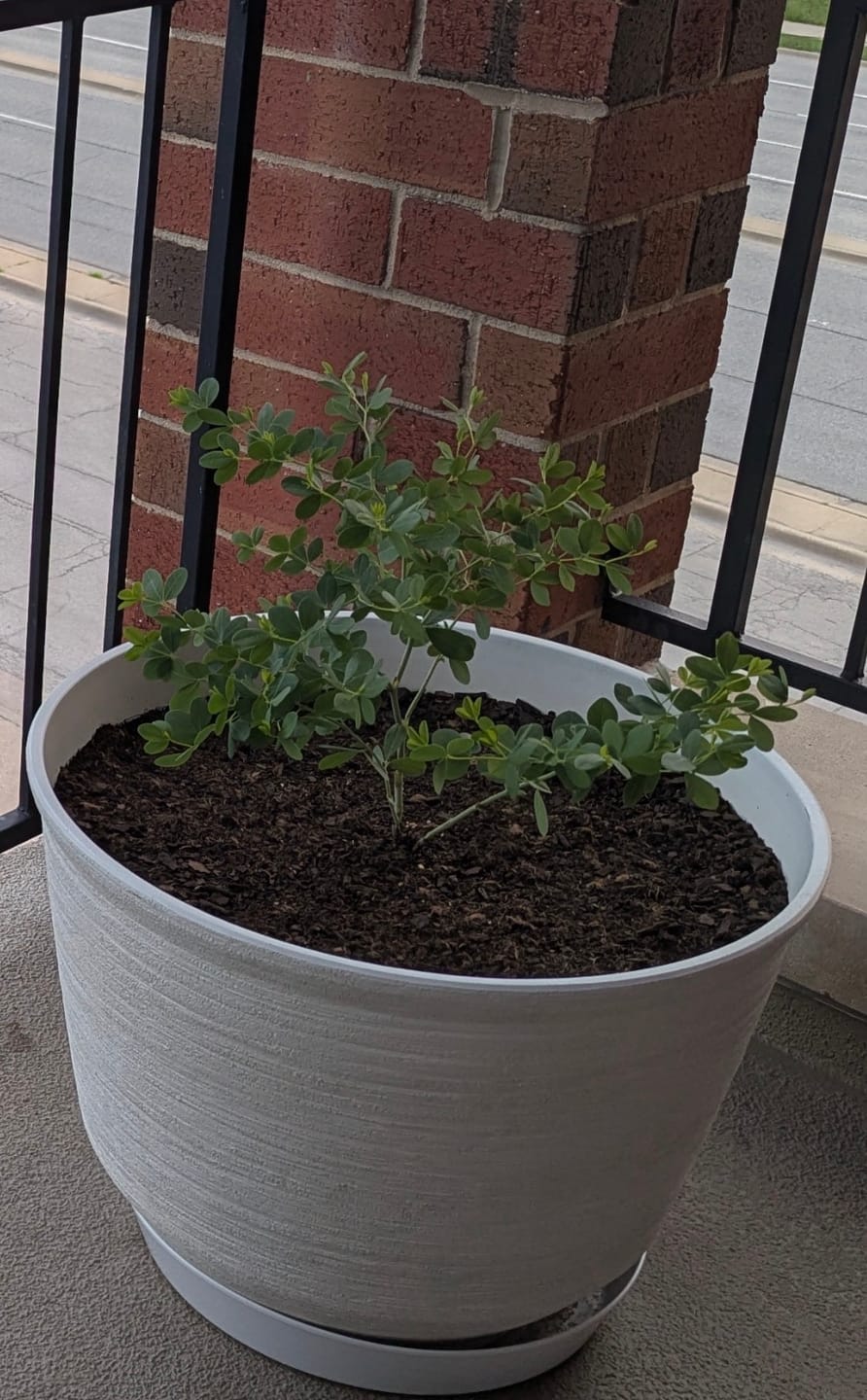 Customer photo review of Austin Planter Plant Saucer White Granite Colored Polypropylene -Indoor/Outdoor -Made in USA