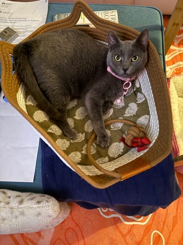 Customer photo review of Instinct Basket | Meet the first research-backed natural territory for indoor cats