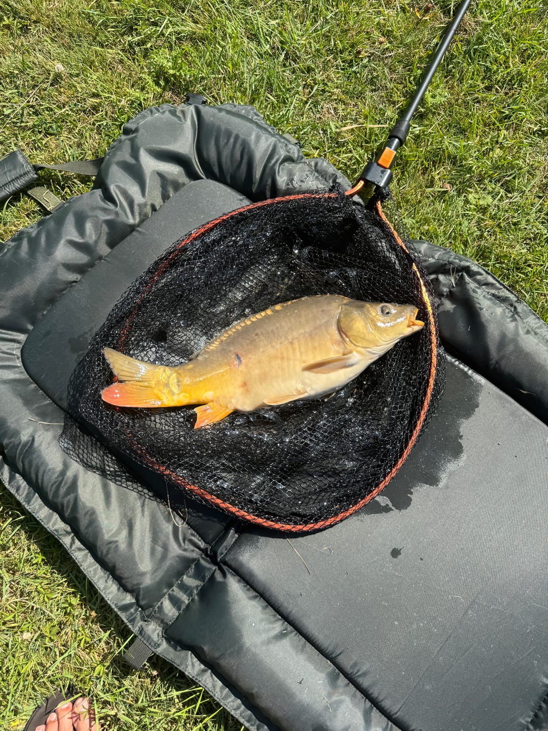 Customer photo review of FLAVOURED PELLETS 1kg