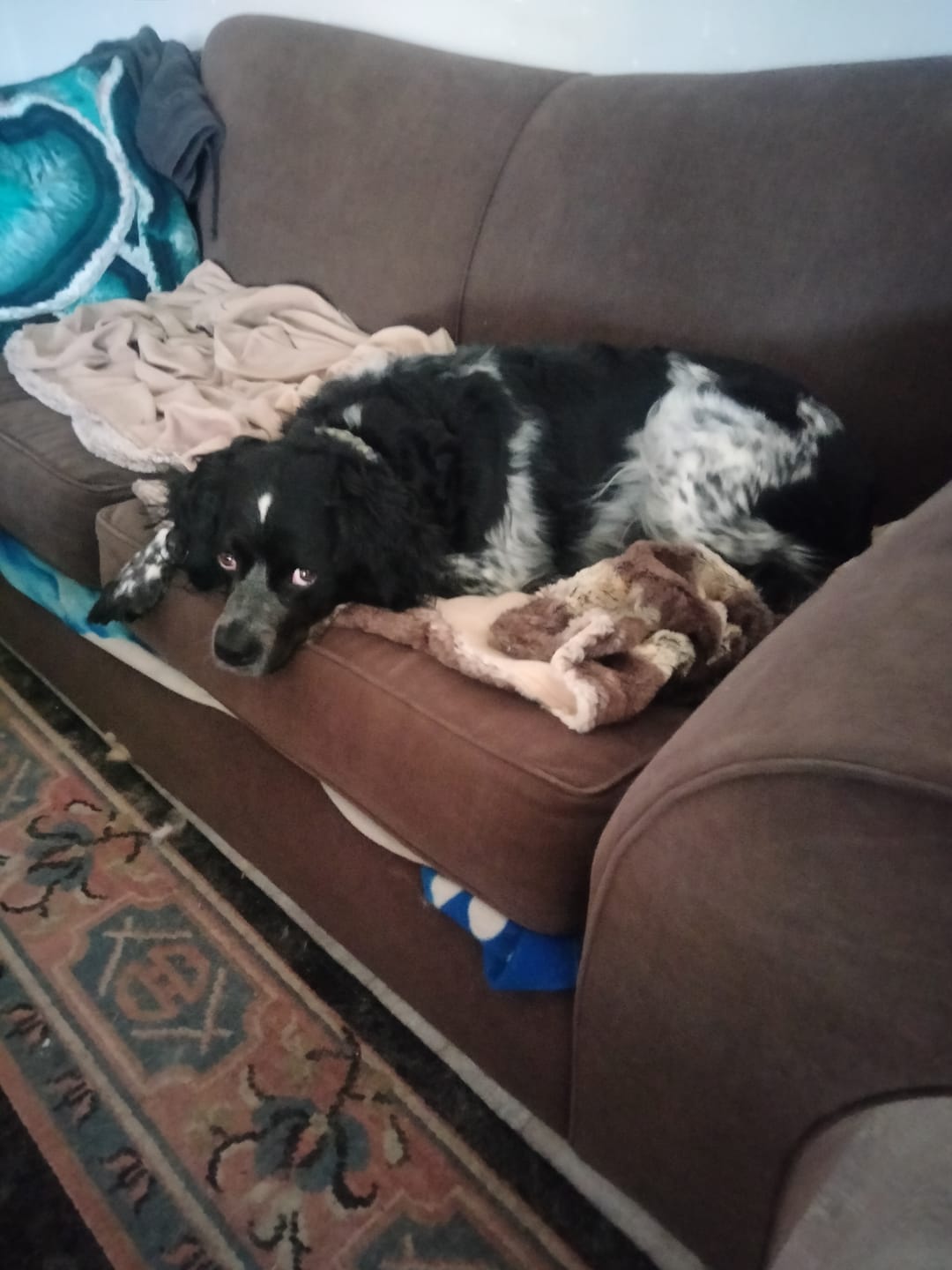 Customer photo review of Australia's Favorite Grass Fed Beef Treats