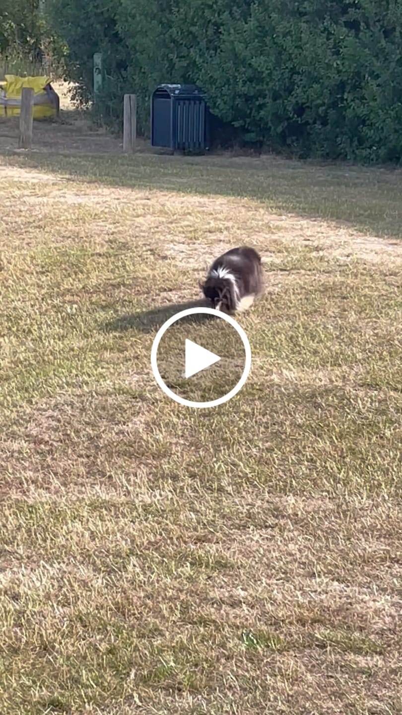 Customer video review of Natural Joint Support for Dogs | Tvati
