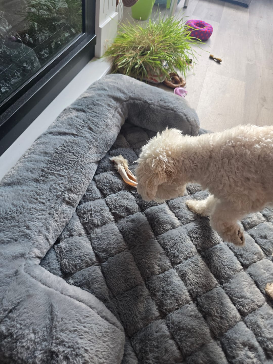 Customer photo review of Companion - Kaninører m. pels 100g