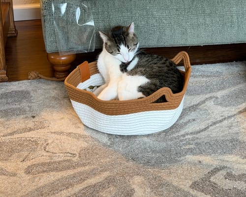 Customer photo review of Instinct Basket | Meet the first research-backed natural territory for indoor cats