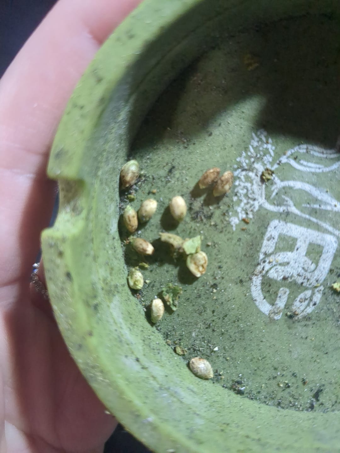 Customer photo review of White Widow - 28 Grams – Hybrid