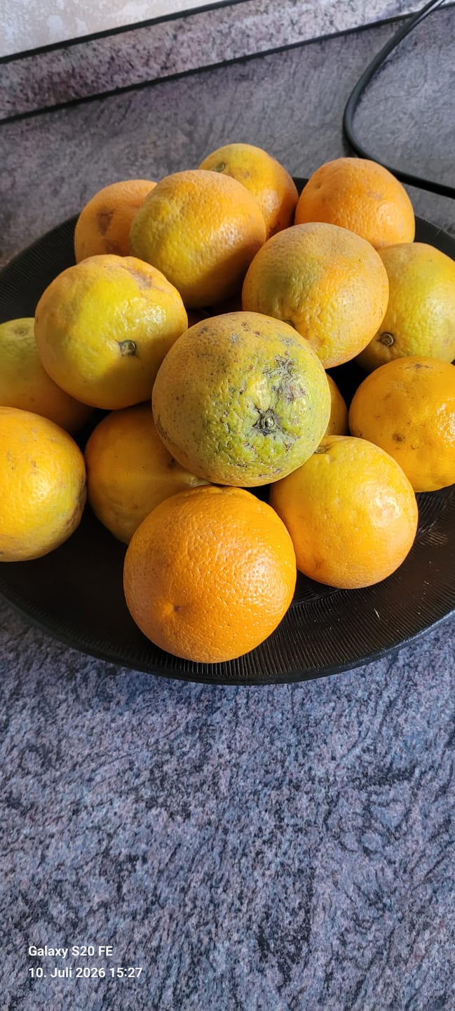 Customer photo review of Orangen Lane Late Bio von Apostolis Kreta 4kg Box