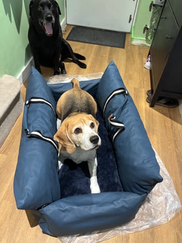 Customer's beagle sits in the blue Dog Dock V2 while another larger dog sits on the floor nearby.