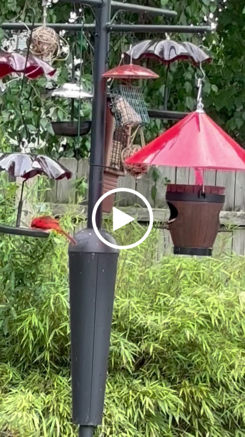 Customer video review of Rustic Hanging Bird Feeder with Fountain