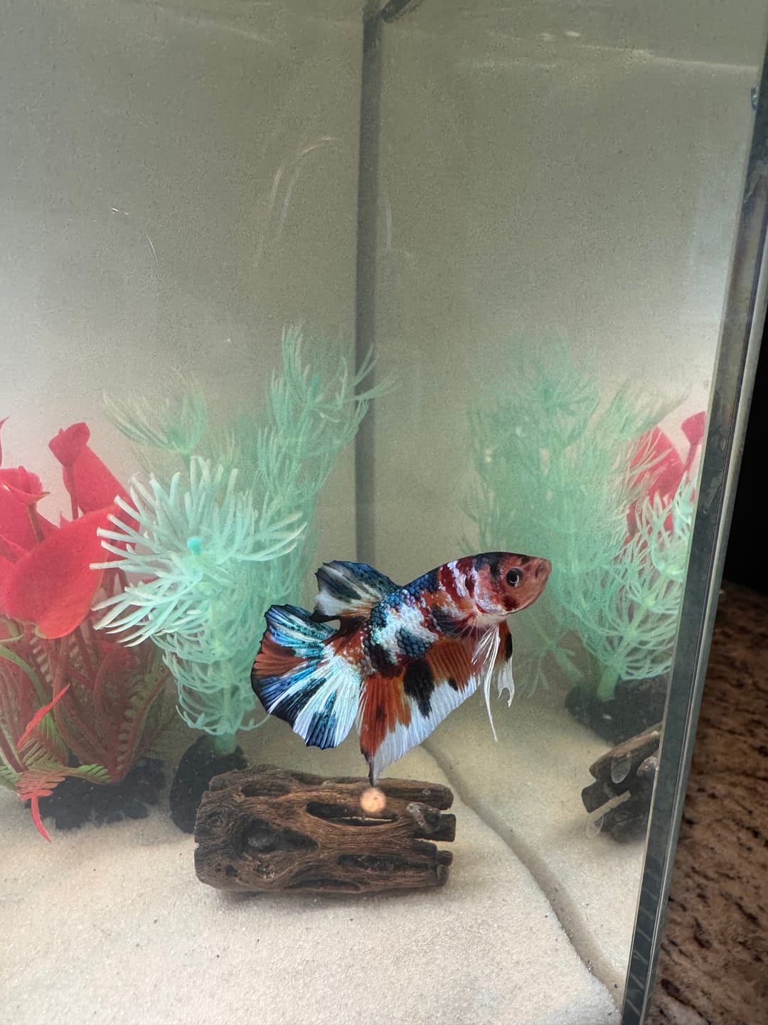 Customer photo review of Multicolor Plakat Male Betta Fish |Show Grade|  You Pick Fish