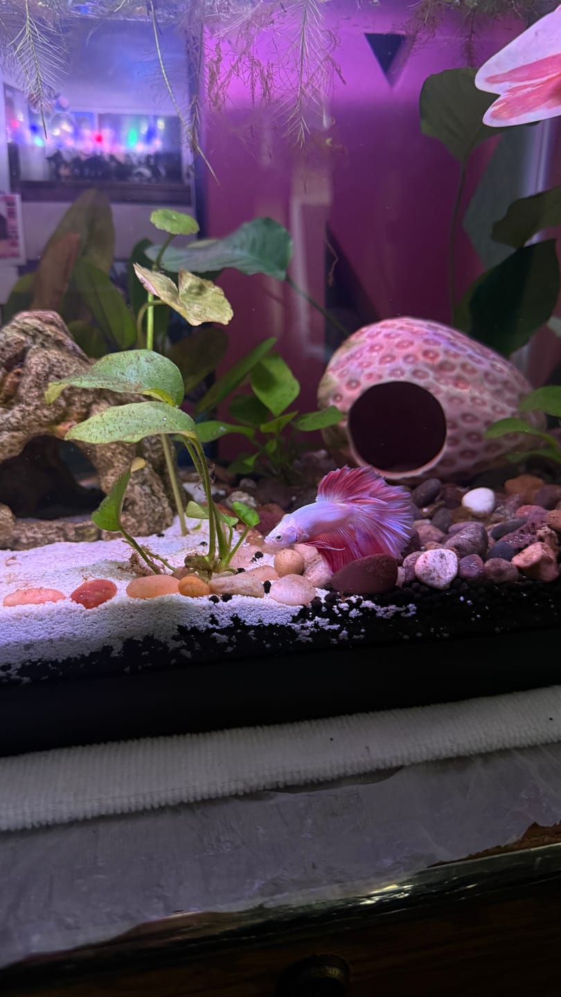 Customer photo review of Pink Halfmoon Male Betta Fish | You Pick Fish | Order Directly From Farm