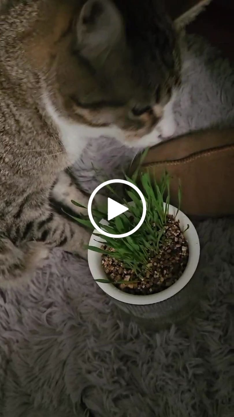 Customer video review of MICHU All-in-One Soil-Free Cat Grass Grow Kit with Australian Seed and Mulch, Made in Australia