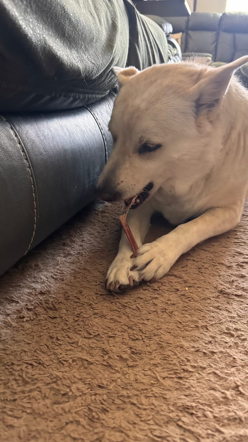 Customer photo review of 6 Inch Gullet Sticks