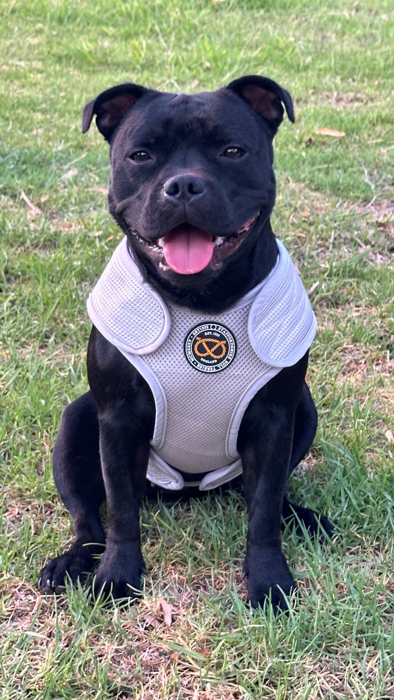 Customer photo review of Staffordshire Bull Terrier 1935® Cooling Vest - Grey