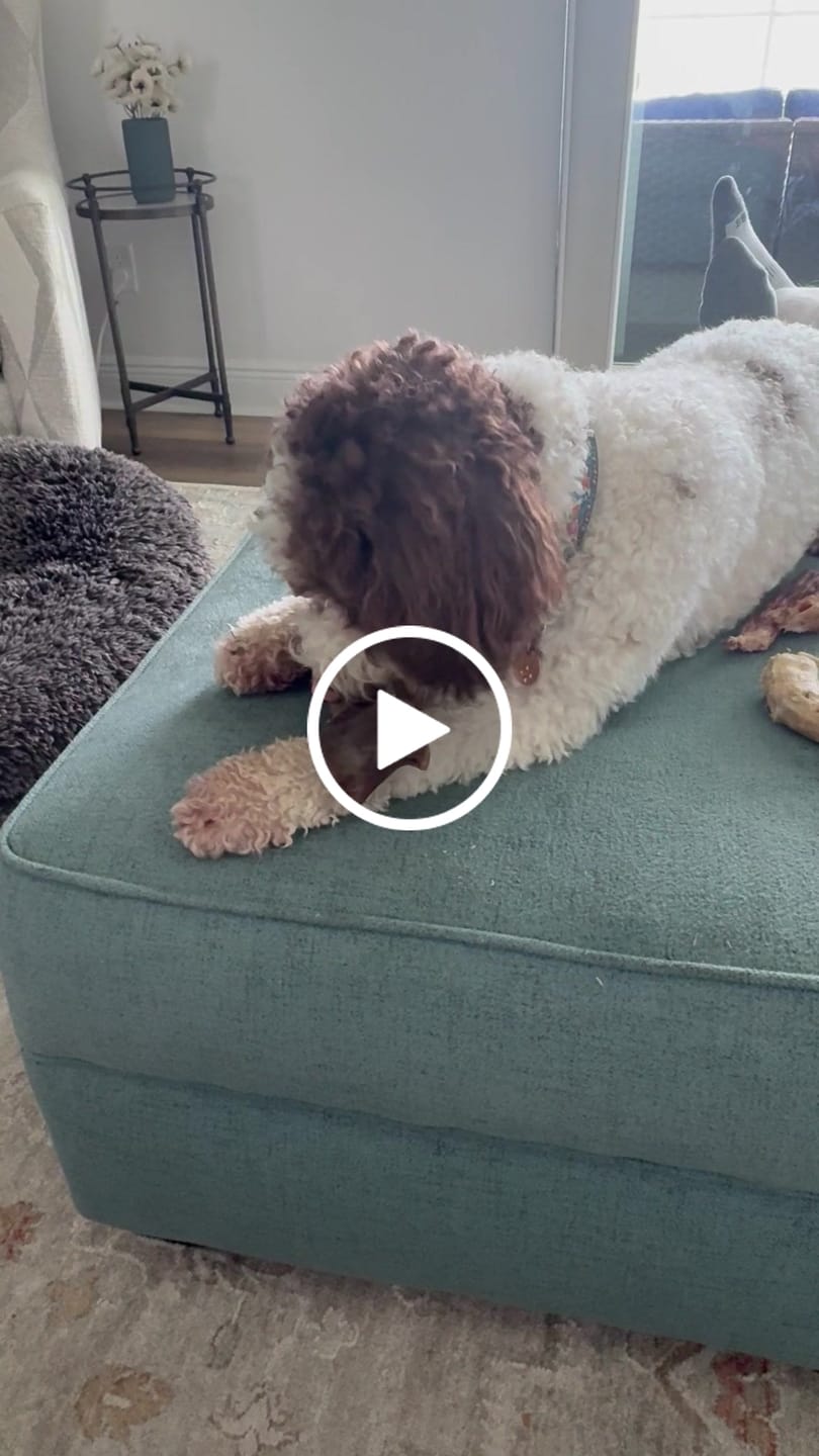 Customer video review of Large Ostrich Cane (11.5" x 5"): The Ultimate Long-Lasting Chew for Medium, Large & XL Dogs