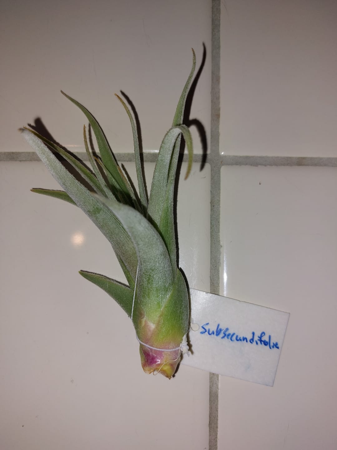 Customer photo review of Subsecundifolia  (Formerly Recurvifolia Var. Subsecundifolia)