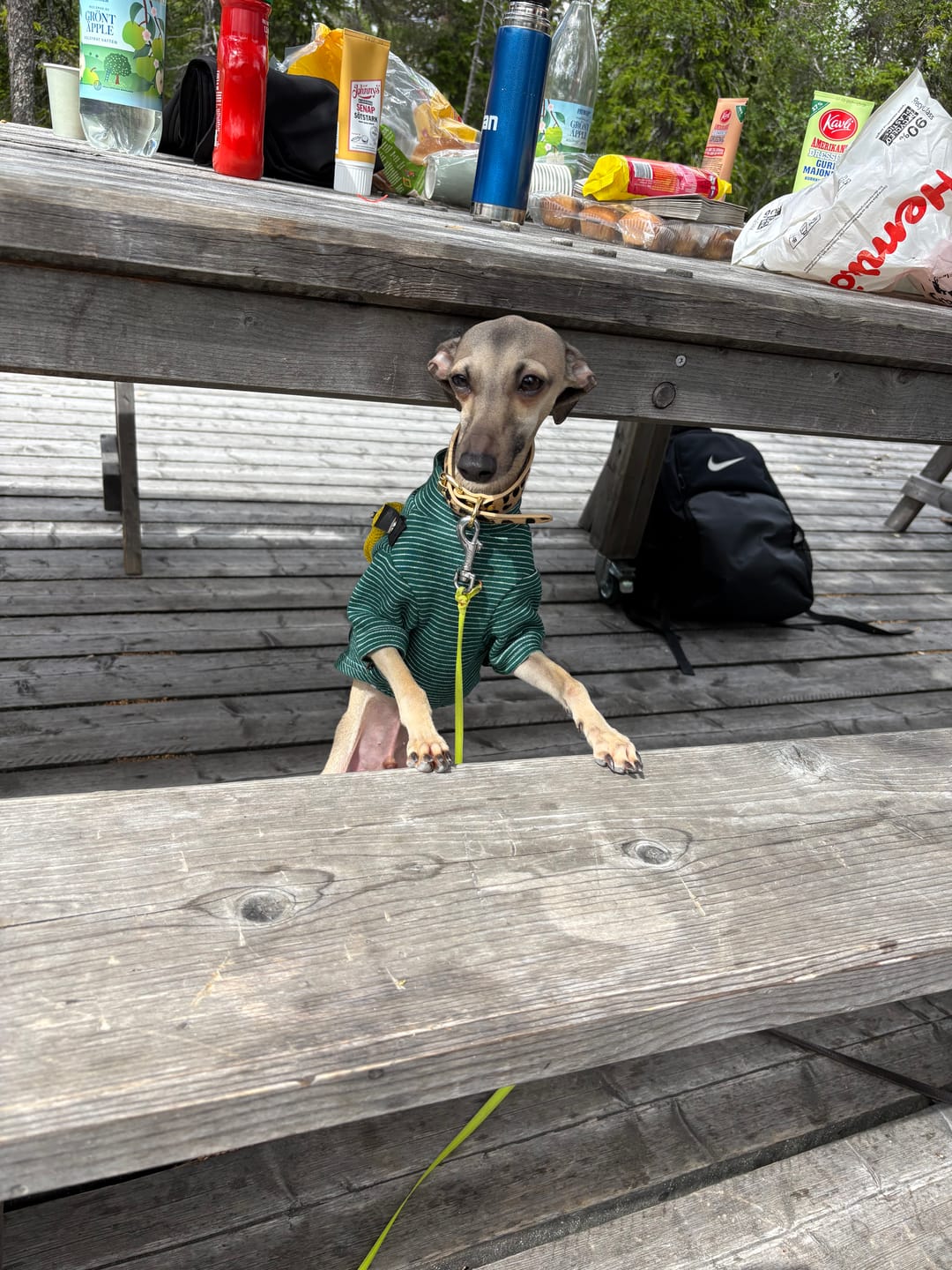 Customer photo review of Snack Bag Sweater | Kläder För Hund