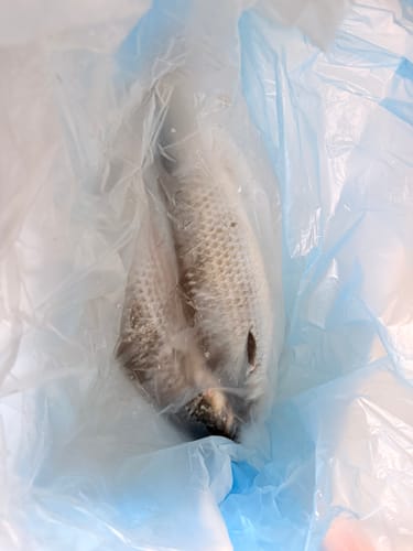 Customer photo review of Fresh Grey Mullet Whole