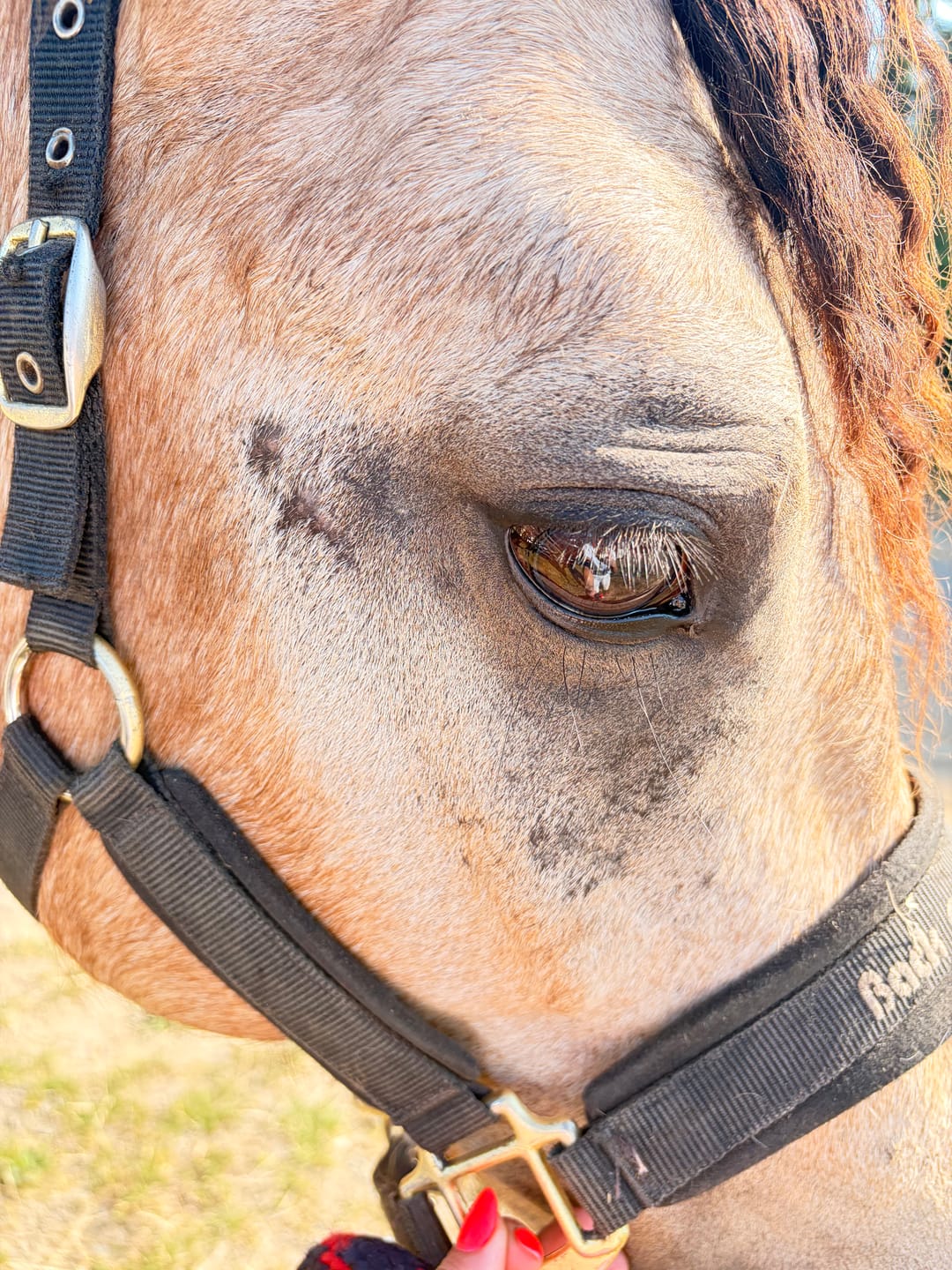 Customer photo review of Horse Gel