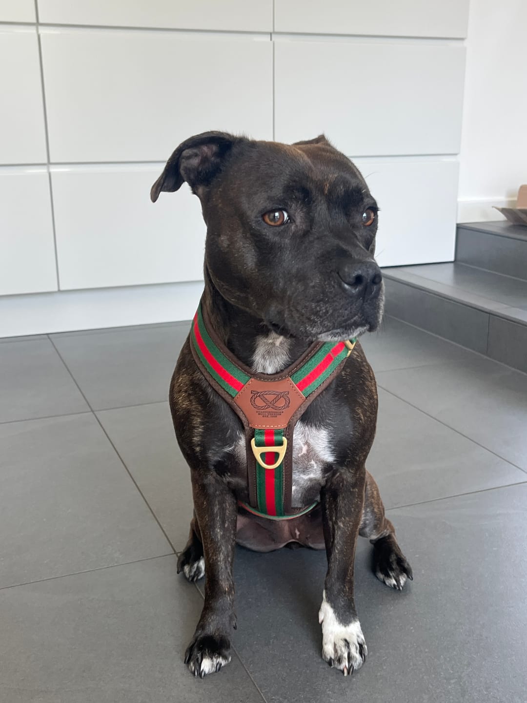 Customer photo review of Staffordshire Bull Terrier 1935® Harness & Leash Set - Rosso Verde Edition