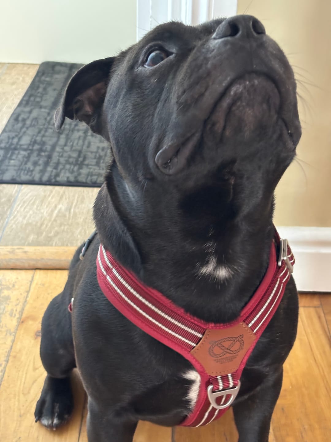 Customer photo review of Staffordshire Bull Terrier 1935® Harness & Leash Set - Burgundy