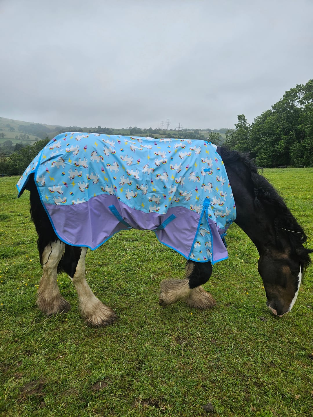 Customer photo review of Blunicorns No Fill Turnout Rug