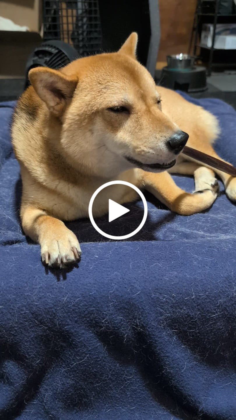 Customer video review of 12 Inch Beef Jerky Stick