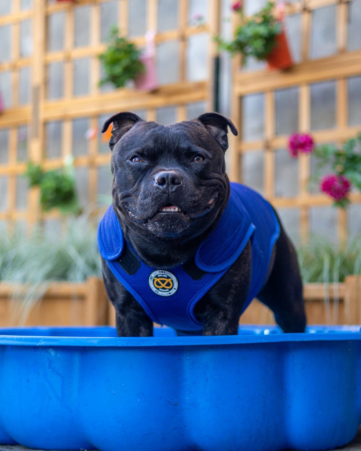 Customer photo review of Staffordshire Bull Terrier 1935® Cooling Vest - Blue