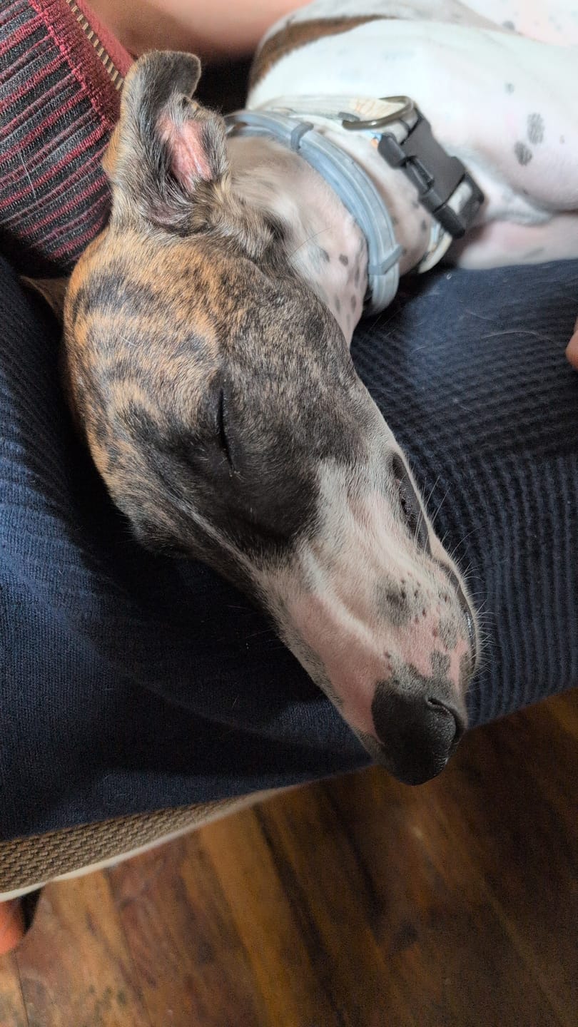 Customer photo review of Grain Free Puppy Salmon & Turkey