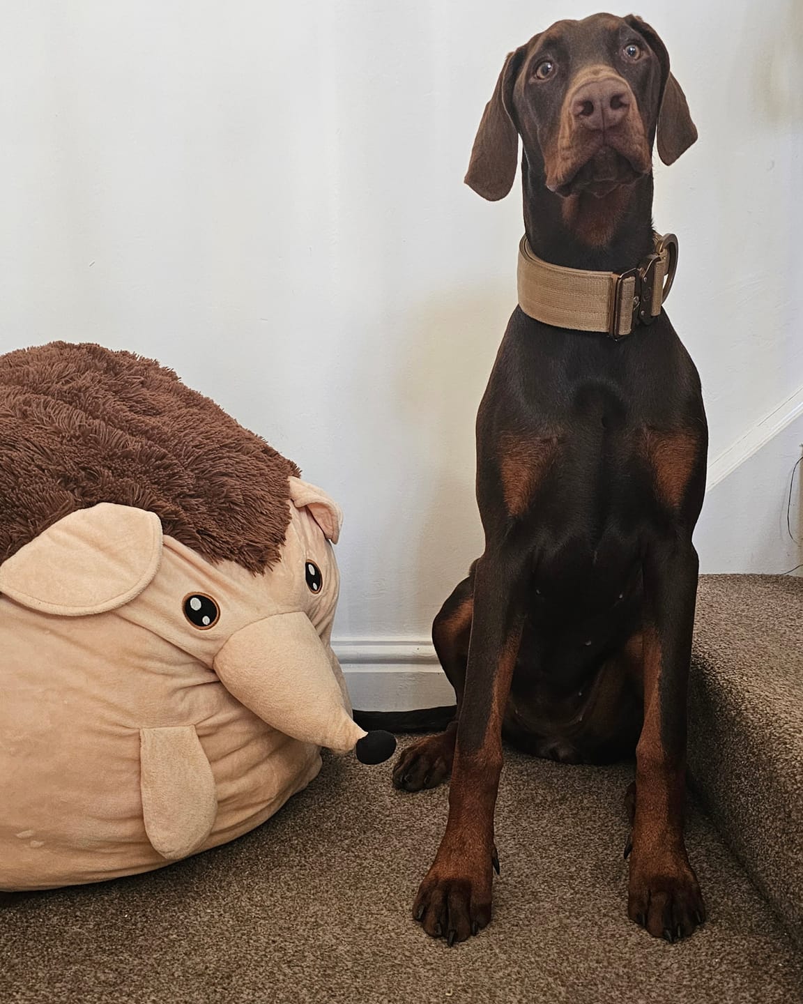 Customer photo review of 5cm Lighter Combat® Collar | With Handle Secure Clip - Tan x Tan