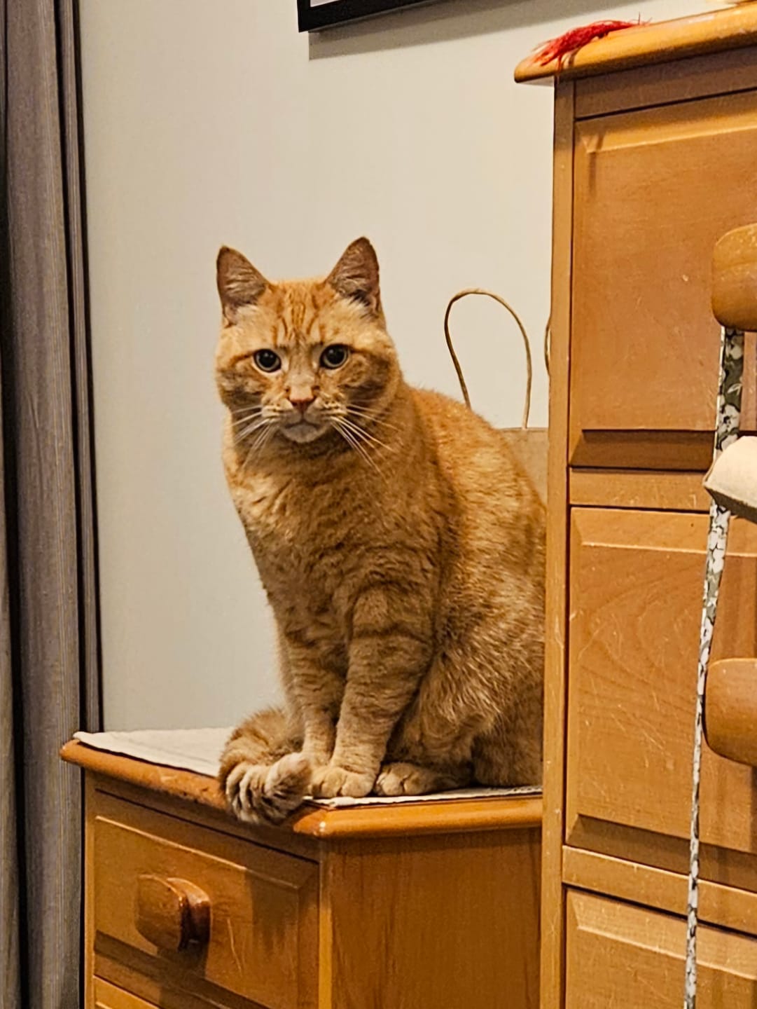 Customer photo review of Feliway Diffuser Refill for Cats 48ml